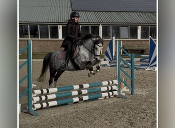 Welsh-C, Jument, 6 Ans, 132 cm, Gris