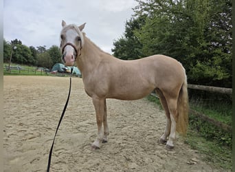 Welsh-C, Jument, 6 Ans, 140 cm, Palomino