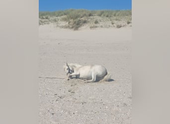 Welsh-C Croisé, Jument, 7 Ans, 120 cm, Gris