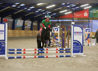 Welsh-C, Jument, 7 Ans, 129 cm, Bai brun