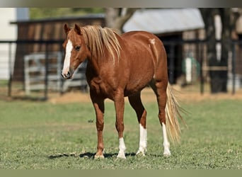 Welsh-C Croisé, Jument, 7 Ans, 130 cm, Alezan cuivré