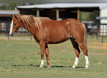Welsh-C Croisé, Jument, 7 Ans, 130 cm, Alezan cuivré