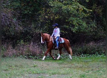 Welsh-C Croisé, Jument, 7 Ans, 130 cm, Alezan cuivré