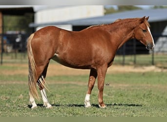Welsh-C Croisé, Jument, 7 Ans, 130 cm, Alezan cuivré