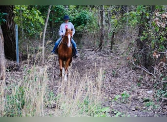 Welsh-C Croisé, Jument, 7 Ans, 130 cm, Alezan cuivré