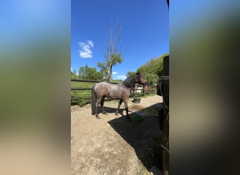 Welsh-C Croisé, Jument, 7 Ans, 130 cm, Roan-Bay