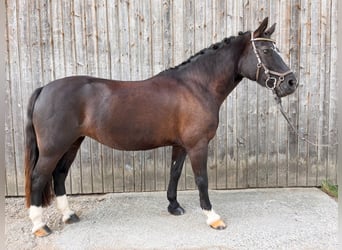Welsh-C, Jument, 7 Ans, 132 cm, Noir