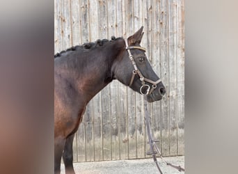 Welsh-C, Jument, 7 Ans, 132 cm, Noir