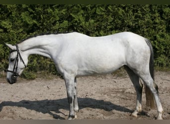 Welsh-C, Jument, 7 Ans, Gris