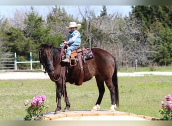Welsh-C, Jument, 8 Ans, 122 cm, Noir