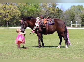 Welsh-C, Jument, 8 Ans, 122 cm, Noir