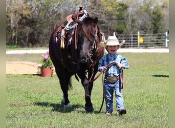 Welsh-C, Jument, 8 Ans, 122 cm, Noir