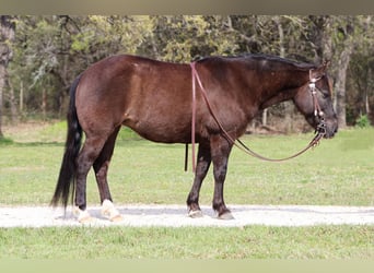 Welsh-C, Jument, 8 Ans, 122 cm, Noir