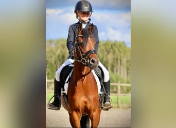 Welsh-C, Jument, 8 Ans, 132 cm, Bai