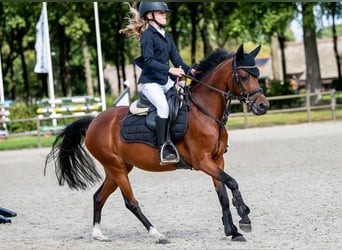 Welsh-C, Jument, 8 Ans, 132 cm, Bai