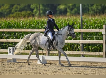 Welsh-C, Jument, 8 Ans, 134 cm, Gris