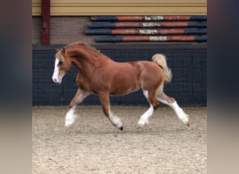 Welsh-C, Jument, 9 Ans, 130 cm, Alezan