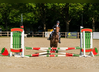 Welsh-C, Jument, 9 Ans, 132 cm, Alezan brûlé