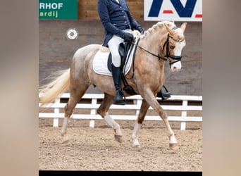 Welsh-C, Jument, 9 Ans, 134 cm, Palomino