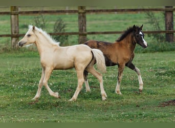 Welsh-C, Jument, Poulain (05/2024), 135 cm, Palomino