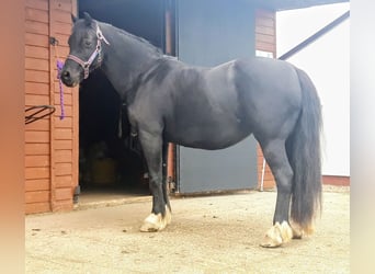 Welsh-C, Merrie, 10 Jaar, 122 cm, Zwart