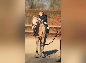 Welsh-C, Merrie, 10 Jaar, 136 cm, Palomino