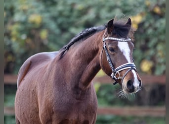 Welsh-C, Merrie, 10 Jaar, 138 cm, Bruin