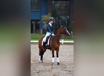 Welsh-C, Merrie, 12 Jaar, 134 cm, Bruin