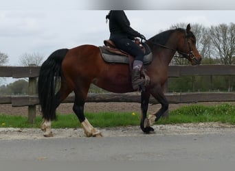 Welsh-C, Merrie, 12 Jaar, 138 cm, Bruin