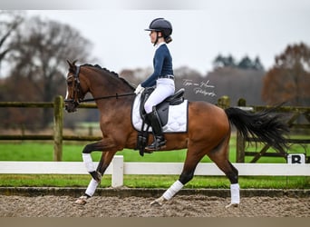 Welsh-C, Merrie, 13 Jaar, 134 cm, Bruin