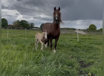 Welsh-C, Merrie, 13 Jaar, 134 cm, Donkere-vos