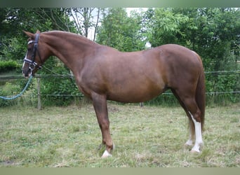 Welsh-C, Merrie, 14 Jaar, 128 cm, Vos