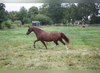 Welsh-C, Merrie, 14 Jaar, 128 cm, Vos