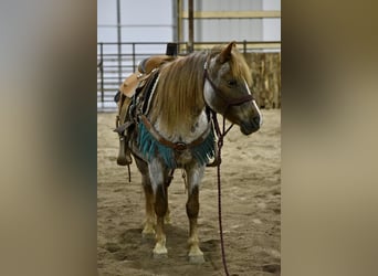 Welsh-C, Merrie, 15 Jaar, 132 cm, Roan-Red