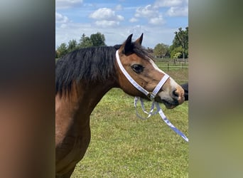 Welsh-C, Merrie, 15 Jaar, 135 cm, Donkerbruin