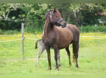 Welsh-C, Merrie, 15 Jaar, 135 cm, Zwart