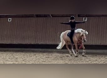 Welsh-C, Merrie, 16 Jaar, 130 cm, Palomino