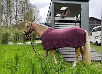 Welsh-C, Merrie, 16 Jaar, 130 cm, Palomino
