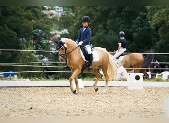 Welsh-C, Merrie, 16 Jaar, 130 cm, Palomino