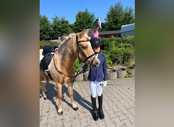 Welsh-C, Merrie, 16 Jaar, 130 cm, Palomino