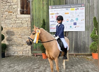 Welsh-C, Merrie, 16 Jaar, 130 cm, Palomino