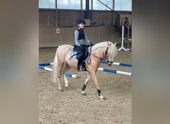 Welsh-C, Merrie, 16 Jaar, 130 cm, Palomino