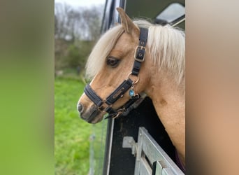 Welsh-C, Merrie, 16 Jaar, 130 cm, Palomino
