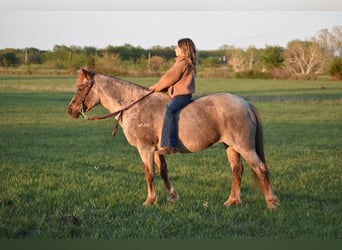 Welsh-C, Merrie, 16 Jaar, 132 cm, Roan-Red