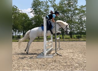 Welsh-C, Merrie, 17 Jaar, 134 cm, Schimmel