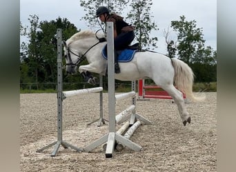 Welsh-C, Merrie, 17 Jaar, 134 cm