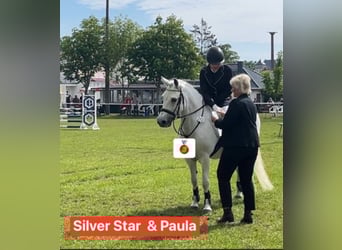 Welsh-C, Merrie, 18 Jaar, 134 cm