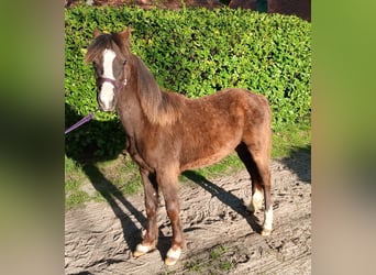 Welsh-C, Merrie, 1 Jaar, 130 cm