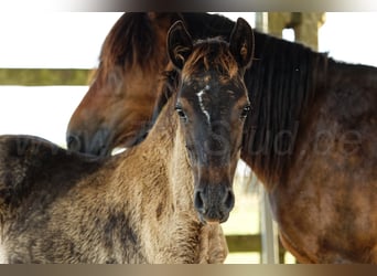 Welsh-C, Merrie, 1 Jaar, 137 cm, Zwartbruin