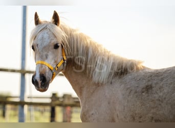 Welsh-C, Merrie, 2 Jaar, 135 cm, Palomino